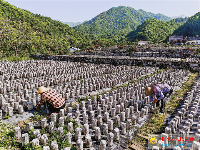 老庵寺村民在木耳種植基地采摘木耳.jpg